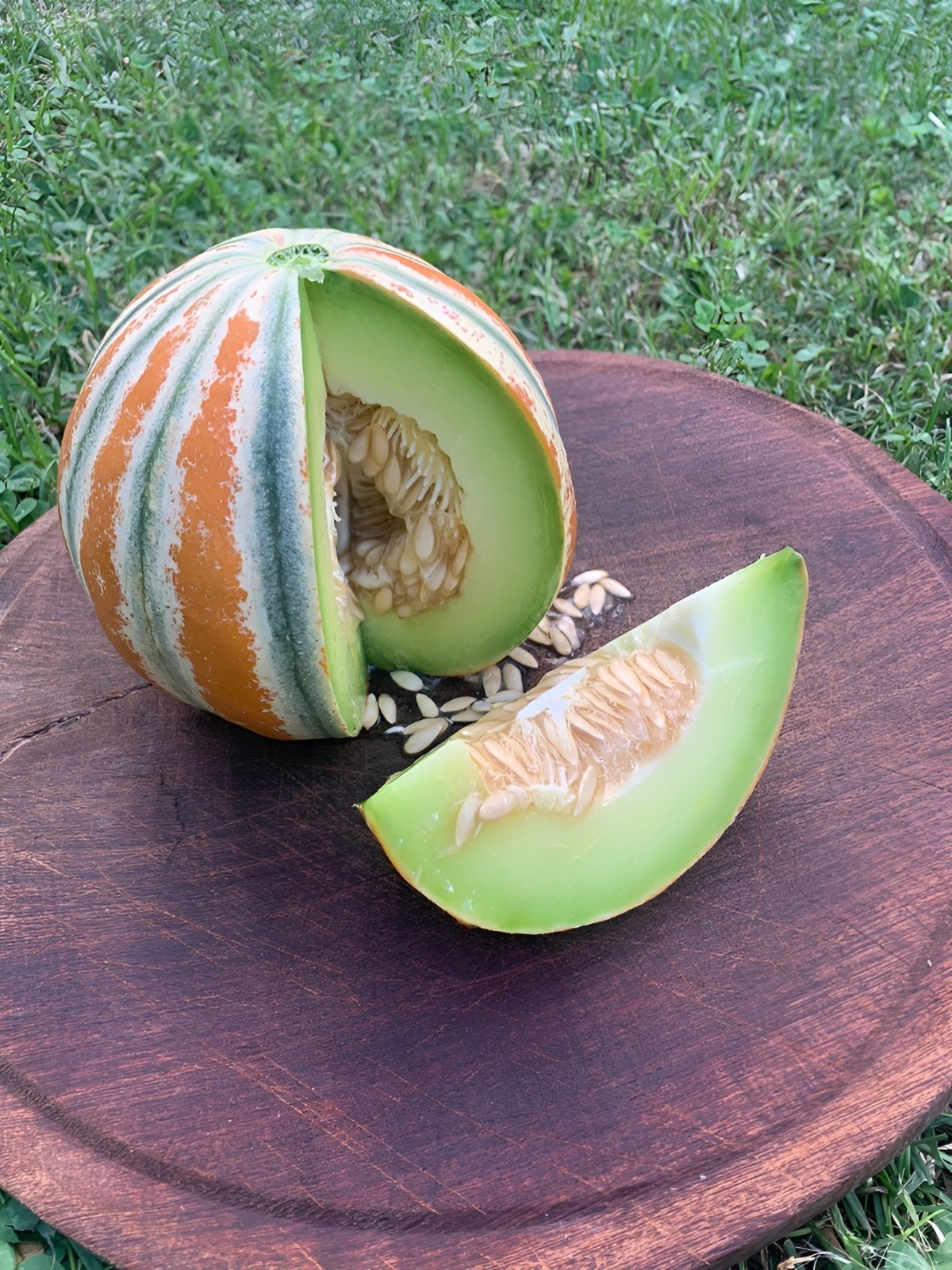 25 Heirloom Kajari Melon Seeds – Exotic Striped Sweet High Yielding Indian Melon