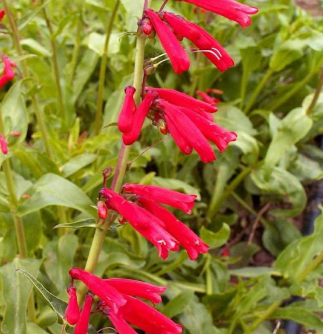 Penstemon EATON’S Red Hummingbird Perennial Beardtongue USA Non-GMO 100 Seeds!