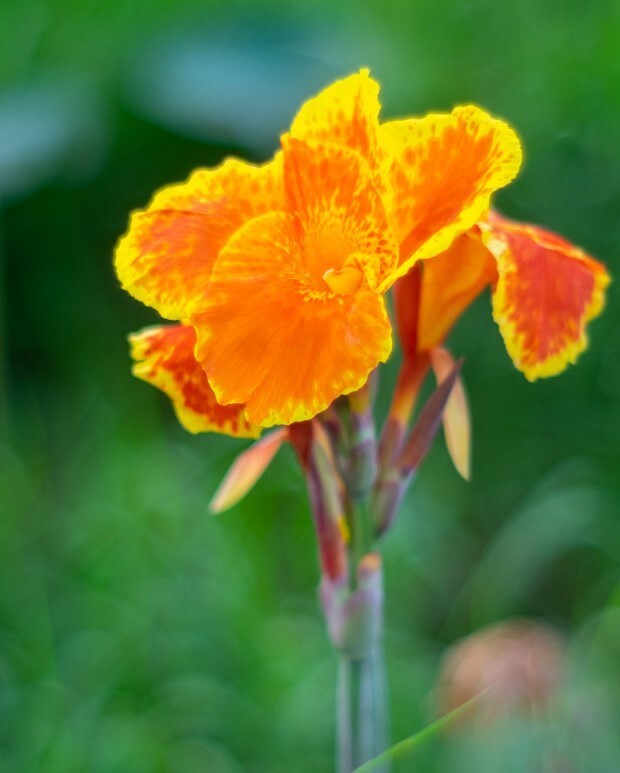 Canna Lily Rhizome Bulbs – Orange Yellow Flower – 3 Piece – Freshly Cut LIVE