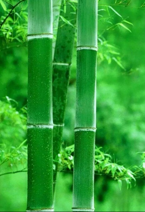 100 + Green Bamboo Seeds