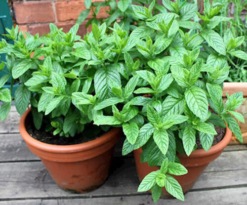 100+ Peppermint Seeds(Mentha piperita) Heirloom Perennial Herbal USA