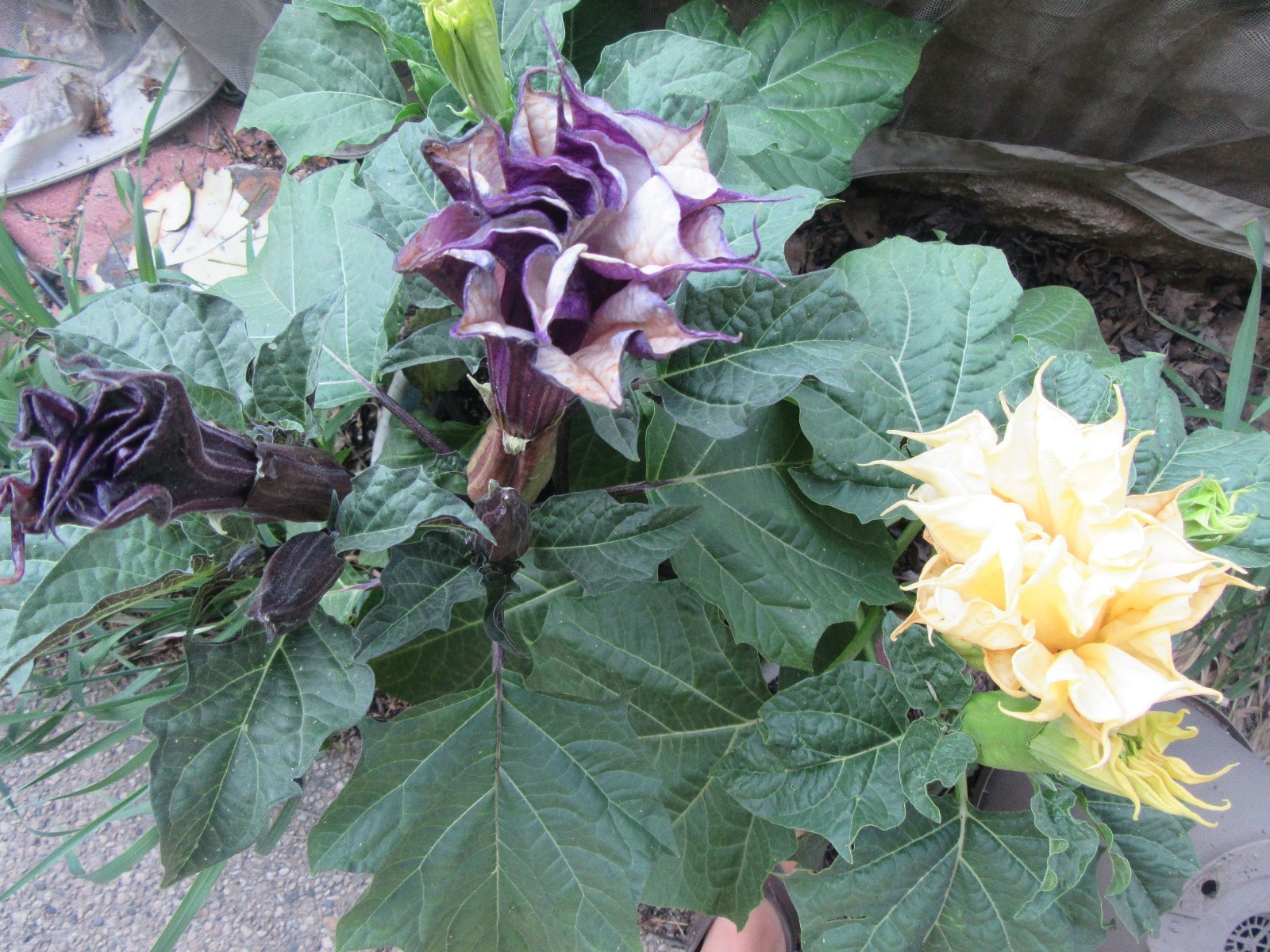 Double Purple & Yellow Angel Trumpet Mix Datura/ Brugmansia Fragrant – seeds 15