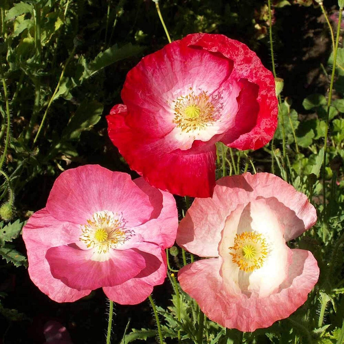 2000 Mixed Single Poppy Wildflower Seeds – Everwilde Farms Mylar Seed Packet