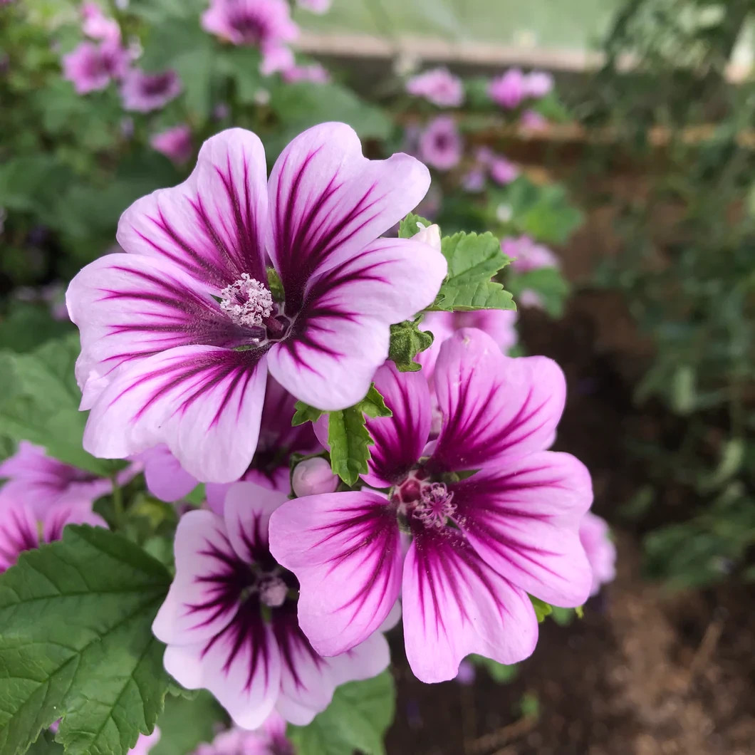 200+ Zebra Mallow Seeds White Purple Zebra Striped Malva Sylvestris Medicinal