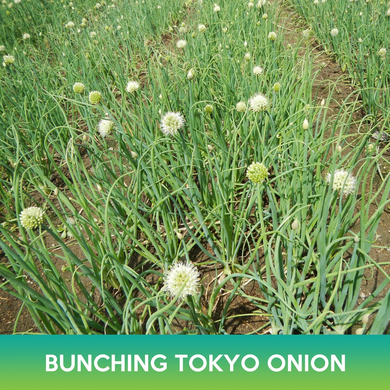 Long White Bunching Tokyo Onion Seeds, Welsh Onion, Allium fistulosum