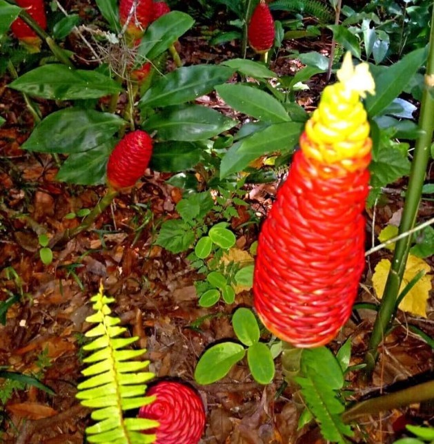 Pack 10 Shampoo Ginger Roots for Growing Perennial Garden, Awapuhi Zingiber