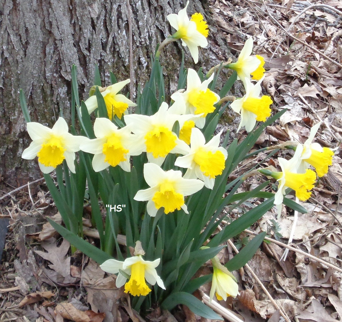 240 DAFFODIL BULBS 6 Varieties incl Pink PlsREAD Jonquils Narcissus FromMyGarden