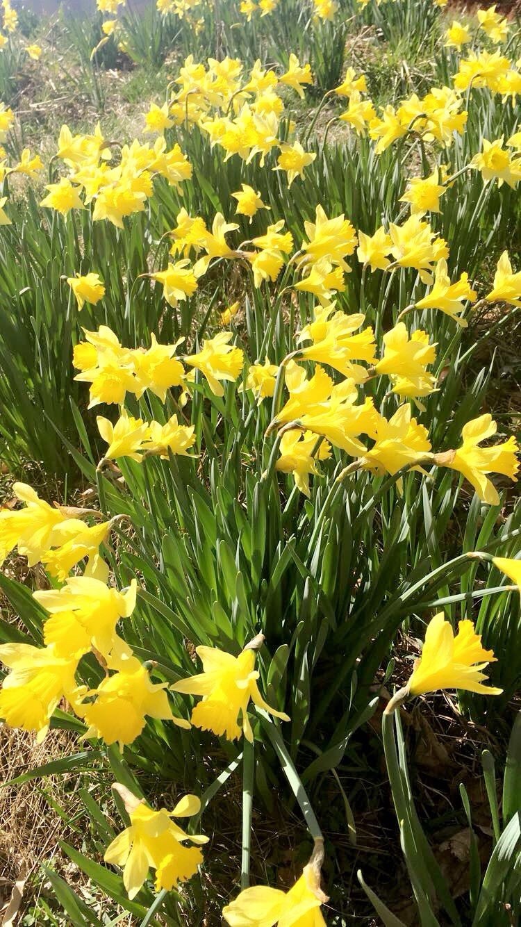 50 Yellow Daffodil Bulbs – Trumpet, Wild, Heirloom, Bulbs Easter Perennial