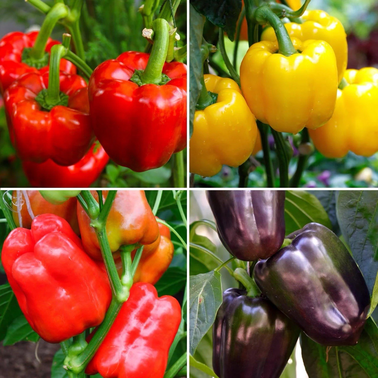Rainbow Bell Pepper Seeds Mix, Red, Orange, Purple, Yellow, White, Sweet Pepper