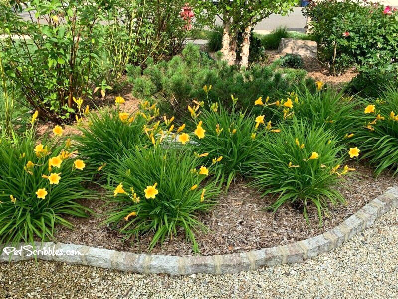 40 GOLDEN DEEP YELLOW STELLA DE ORO DAYLILY SEEDS-~Constant Re-Blooming Flowers!