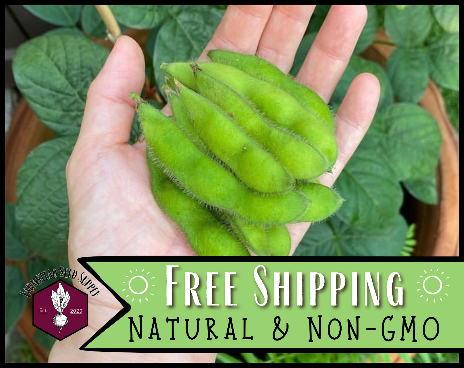 25+ Edamame Bean Seeds [BeSweet] Vegetable Gardening, Heirloom, Non-GMO