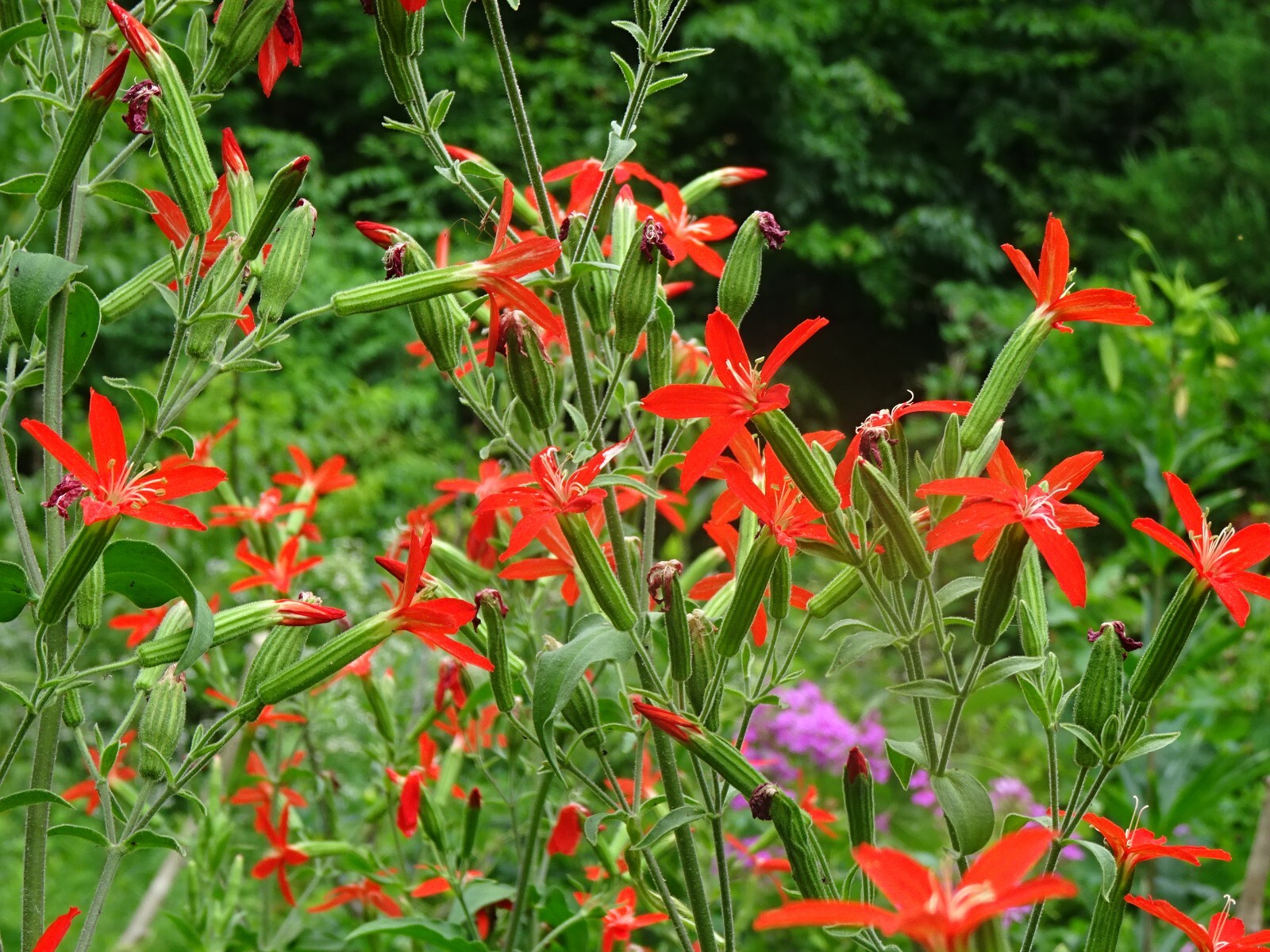Royal catchfly Silene regia Native Perennial 20 seeds from 2024 for Hummingbirds