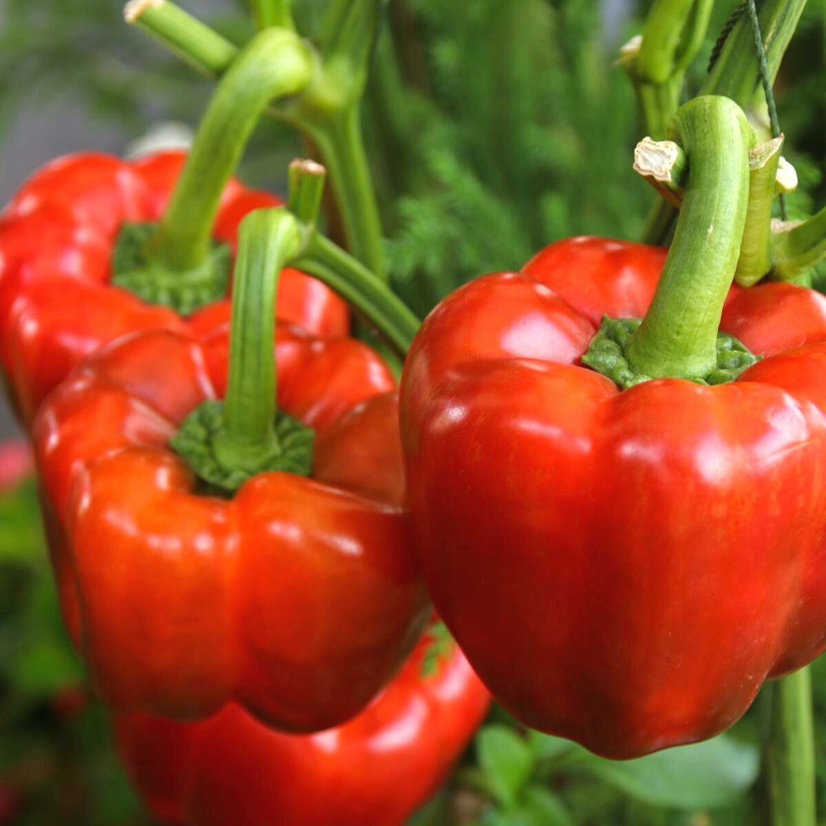 Yolo Wonder Improved Sweet Bell Pepper Seeds | Green and Red Vegetable Seed 2024