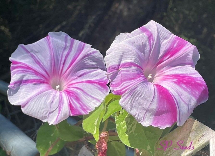 Pink Splash – Japanese Morning Glory – 6 Seeds – ipomoea Nil – LIMITED Quantity!