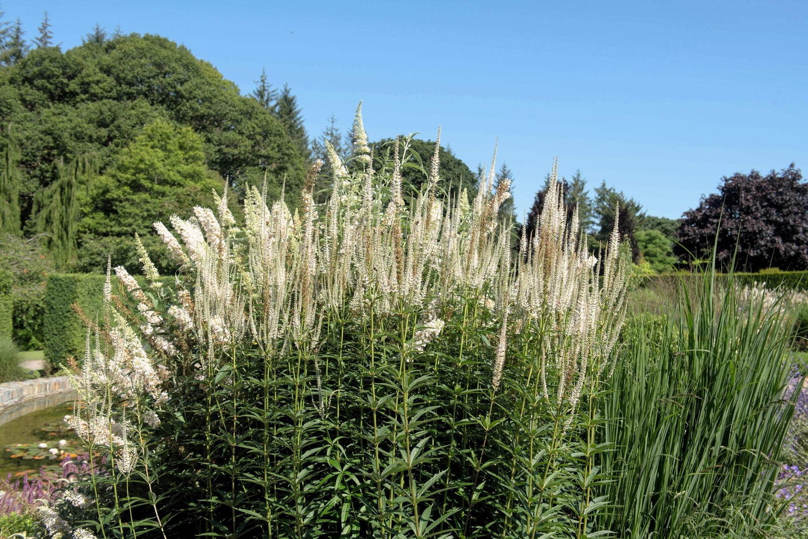 1000 CULVERS ROOT (Black Root) Veronicastrum Virginicum Flower Seeds