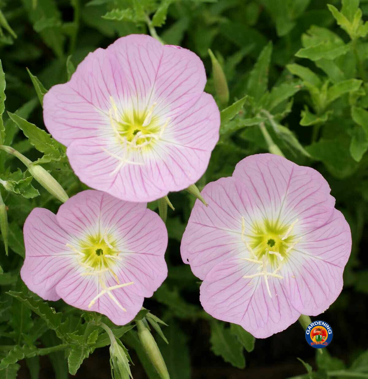 Evening Primrose Pink Ladies Flower Seeds Speciosa (1000 to 100,000 SEEDS)
