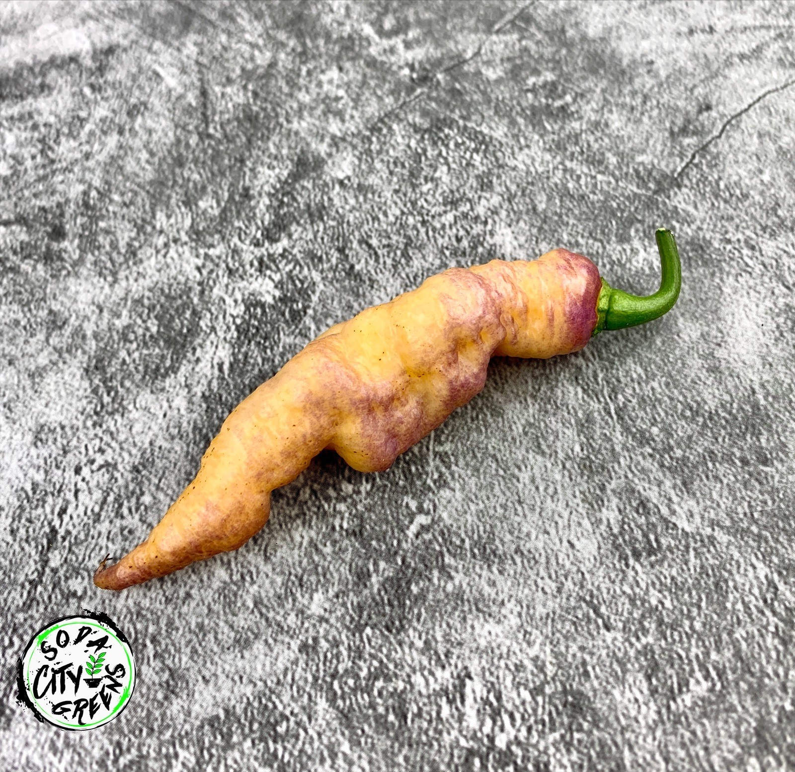 Dream DD Pepper Seeds