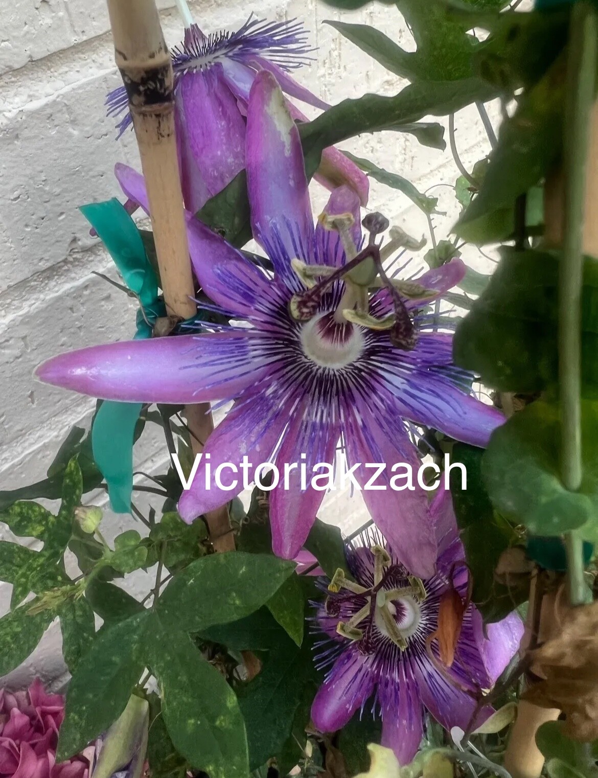 Purple Passion Flower Seeds Passiflora Passionfruit Organic TX USA Lilikoi Vine