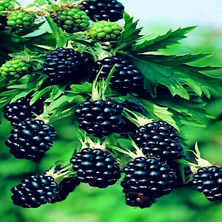 20 BLACKBERRY BUSH SEEDS (Rubus allegheniensis) Garden Fruit Plant Hardy-Zone 3