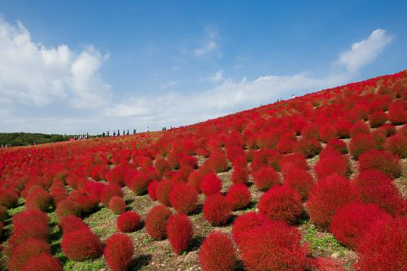 Burning Bush Seeds 50+ (Kochia Trichophylla) RED BUSH Patio Containers or Hedge