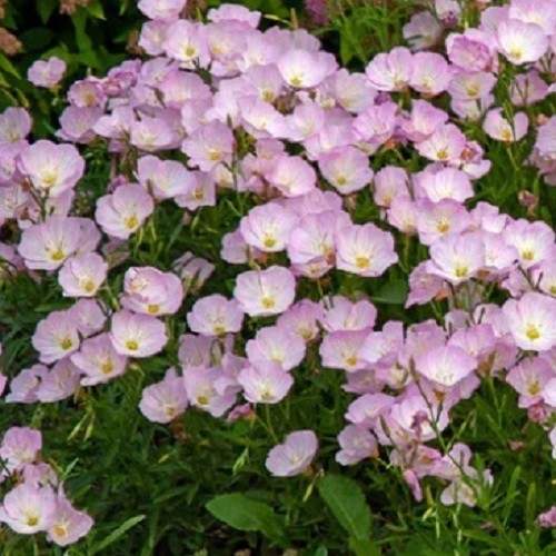 Showy Evening Primrose Seeds Pink Mexican Primrose Hardy 1,000 – 5,000 Seeds