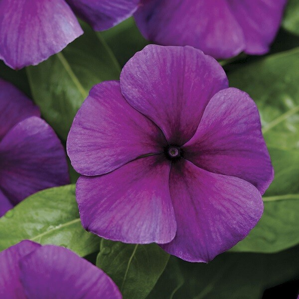 MPB#5 Vinca Seeds Vinca Jams & Jellies Blueberry 25 Seeds