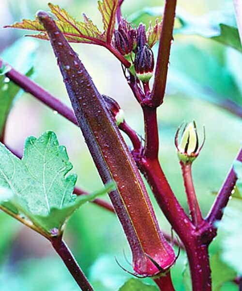 50+ Red Burgundy Okra Seeds(Abelmoschus Esculentus) Fresh Vegetable Seeds USA
