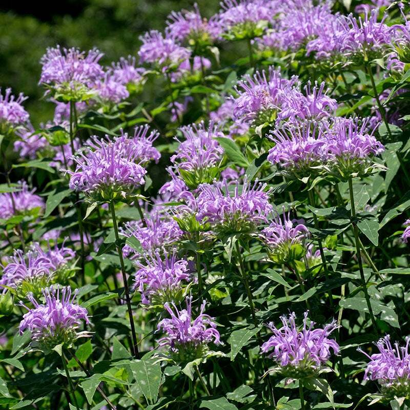 Wildflower Mix FALL MAXIMUM 42 Species Annuals Perennials USA Non-GMO 500 Seeds!