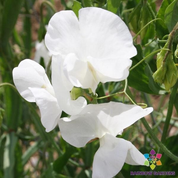 50+ Swan Lake Sweet Pea Seeds for Garden Planting – USA – FREE SHIPPING!