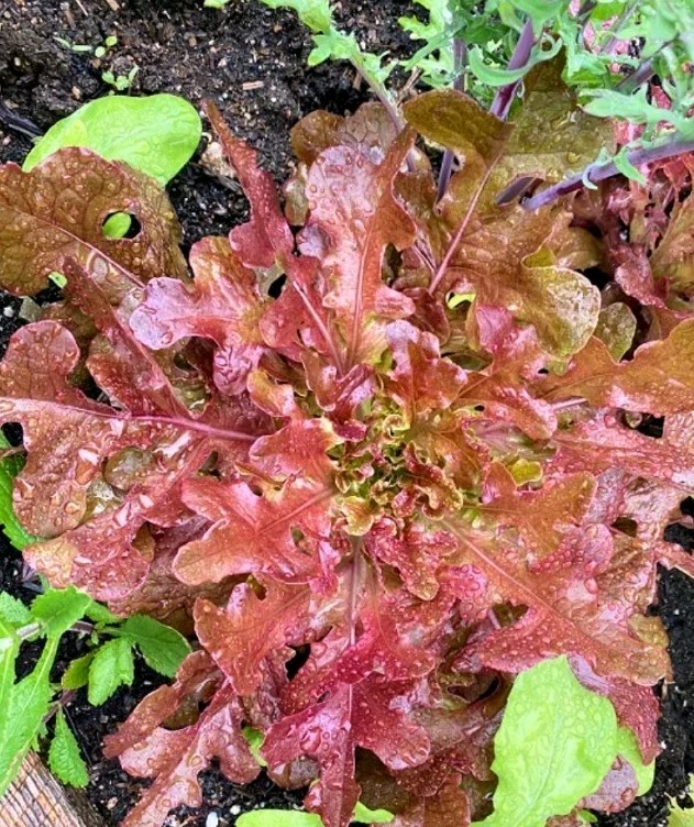 100+ RED OAKLEAF LETTUCE SLOW BOLTING LOOSELEAF ORGANIC HEIRLOOM