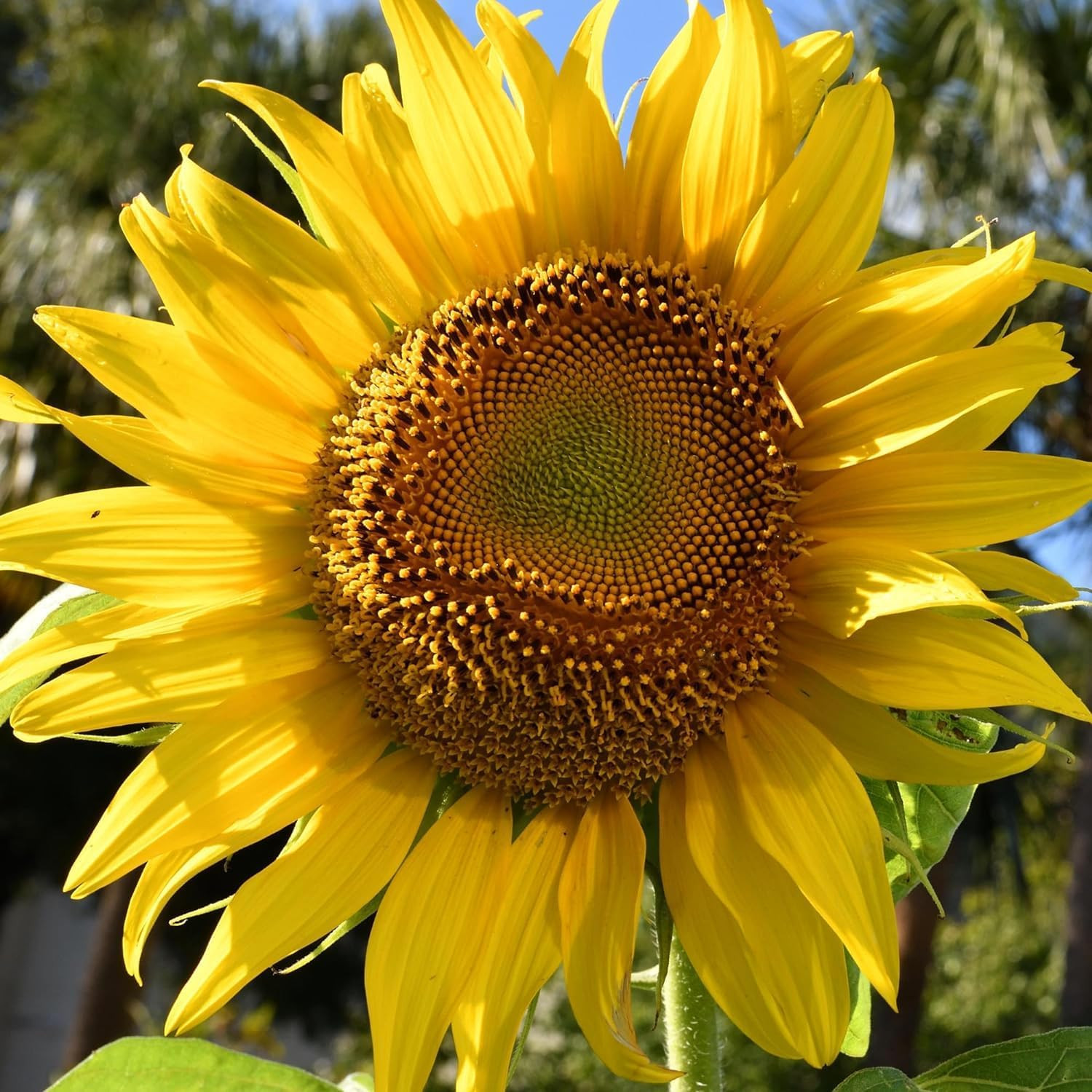 Mammoth Grey Stripe Sunflower Seeds | 600+ Heirloom Seeds Helianthus Annuus Non