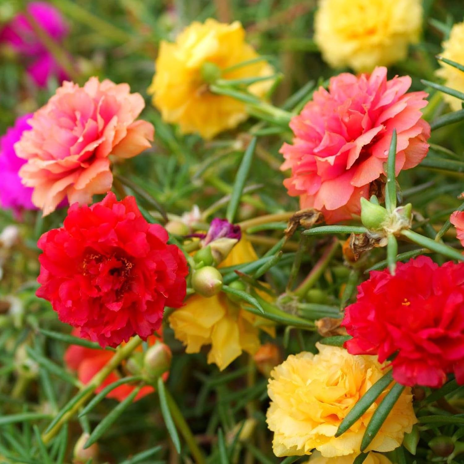 Colorful Moss Rose Flower Seeds – Attracts Pollinators