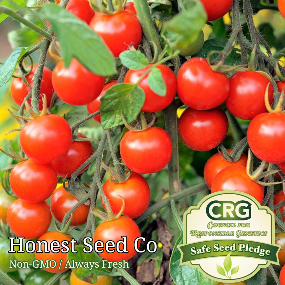 100+ Large Red Cherry Tomato Seeds Heirloom Vegetable Garden Seeds from USA