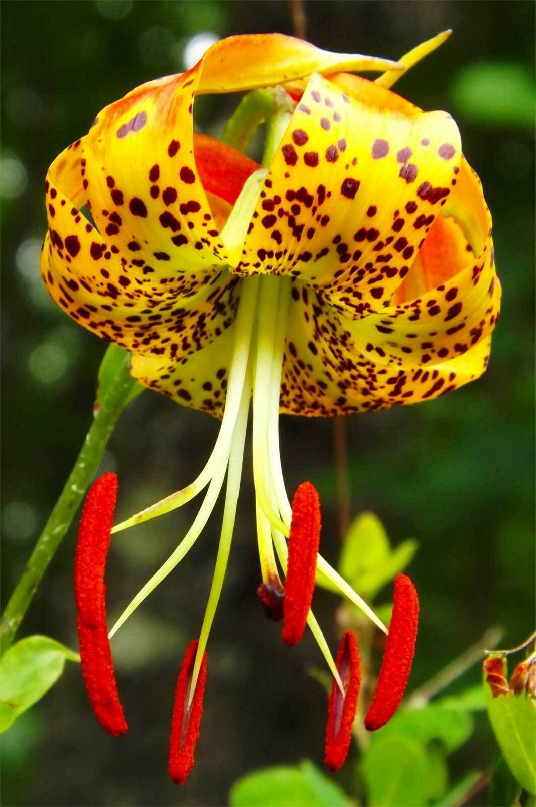 Lilium superbum | Turks-Cap | American Tiger | Turban Swamp Lily | 20_Seeds
