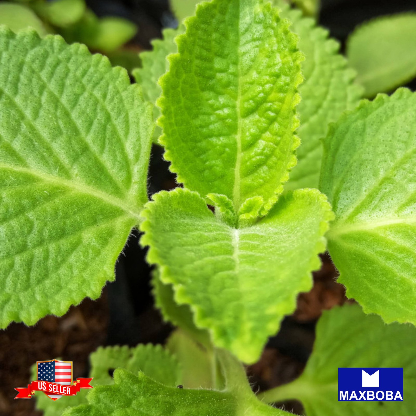 80 Shiso Herb Seeds Perilla Green Non-GMO Heirloom