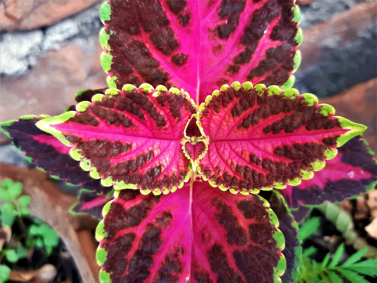 Rainbow Mix Coleus Seeds | Annual Tropical Houseplant Leaf Shade Plant Seed 2025