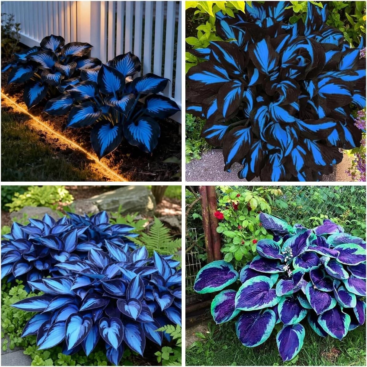 150+ Hostas Seed Midnight Blue for Planting Outdoors-Rare Hostas Seeds Dark B…