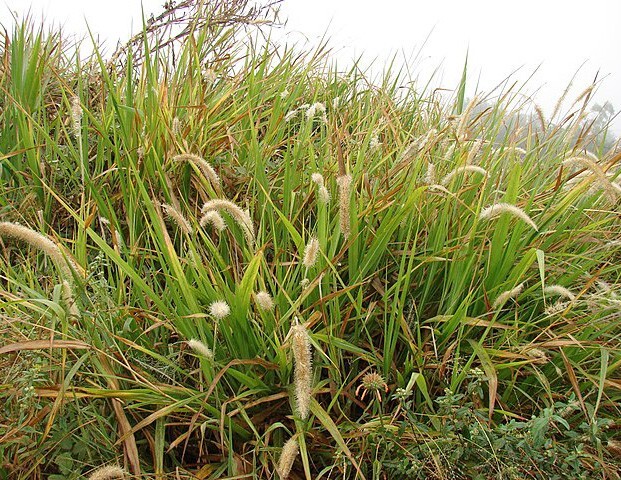 Cenchrus purpureum | Elephant Grass | 10 Seeds