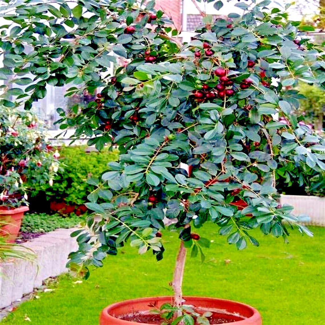 20 Strawberry Guava Tree Seeds (Psidium cattleianum) Edible Garden Fruit Plant