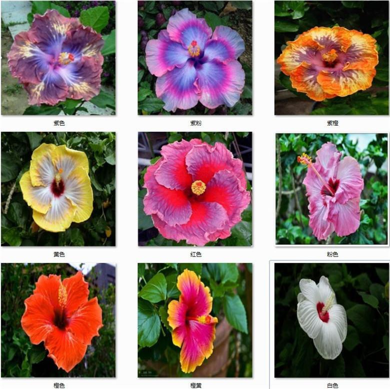 20 EXOTIC RARE HIBISCUS SEEDS for garden flower beds plant bush USA SELLER USPS