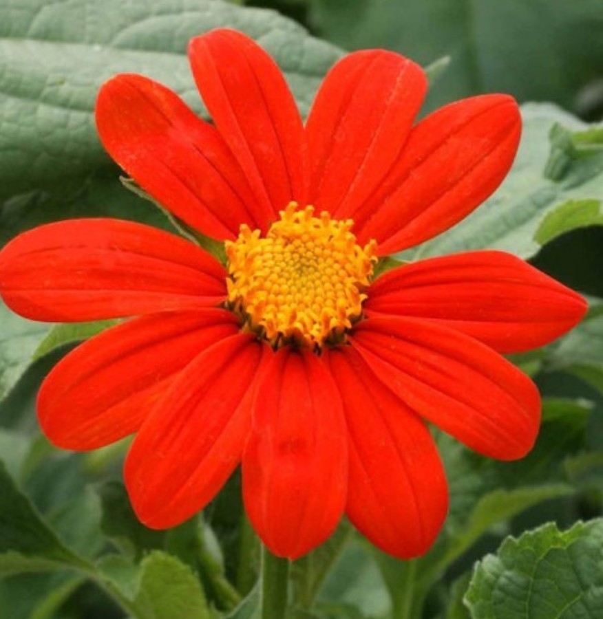 60+ Mexican Sunflower Seeds **Fresh Seeds* ~~Free Shipping~~