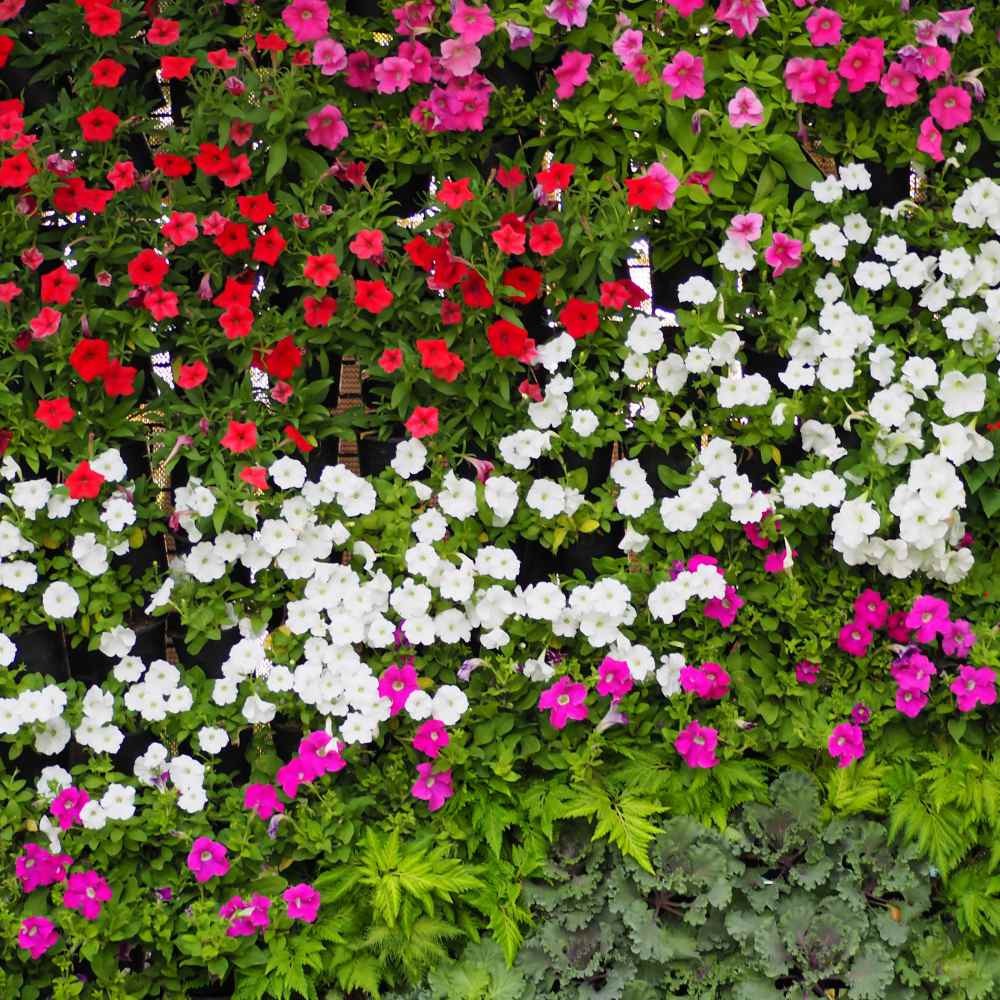4000 Seeds Periwinkle Vinca Seed Mix For Planting – Dwarf Little Mix Ground