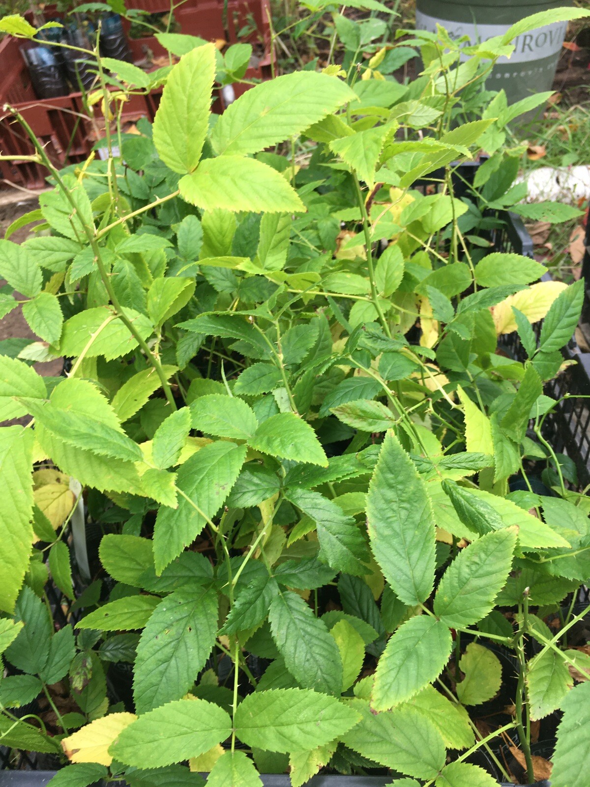 White Blackberry Rubus ‘Snowbank’, 10-15” tall