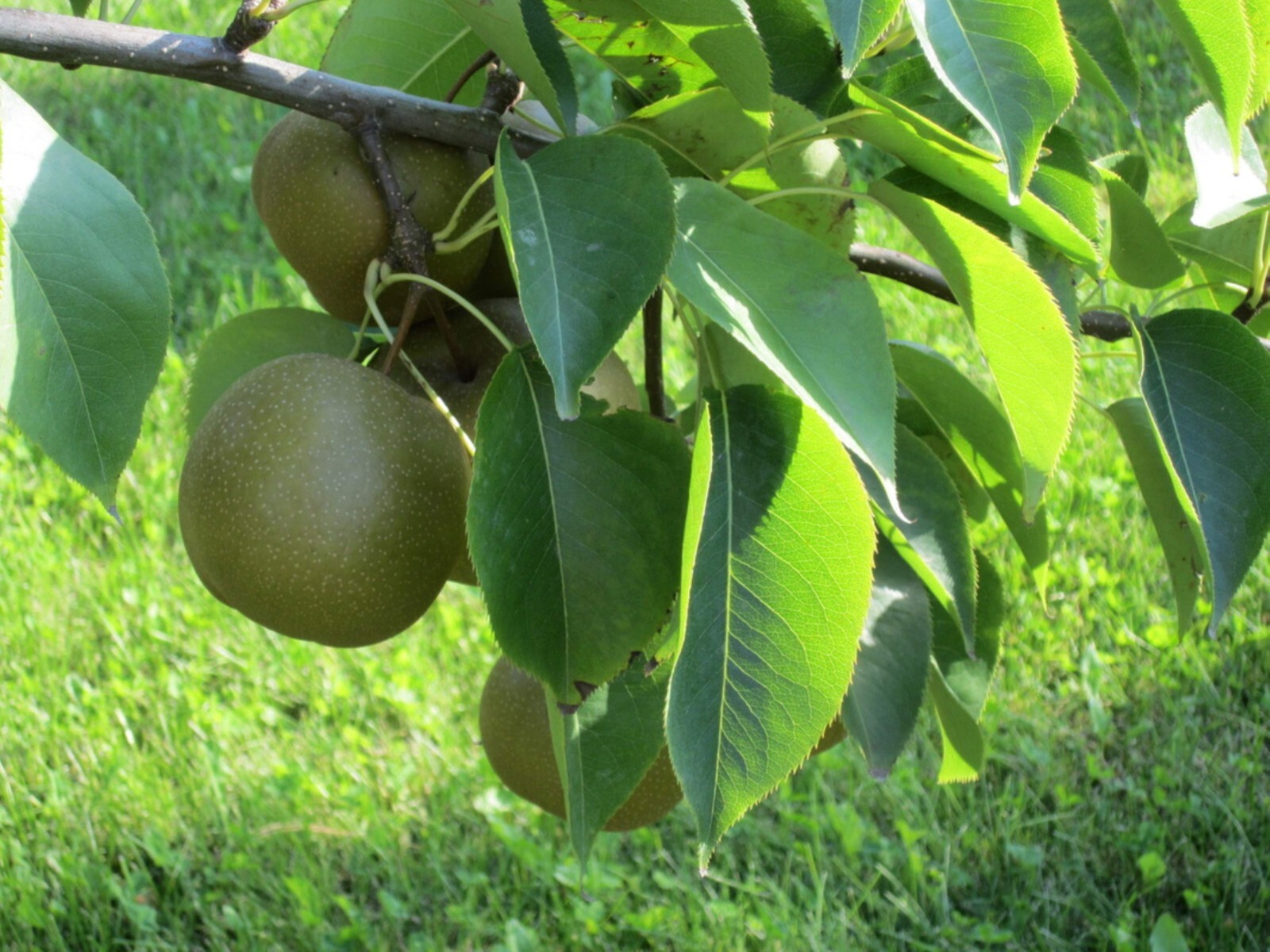 4-5 ft tall Korean Giant Asian Pear Tree, grafted plant, bare root