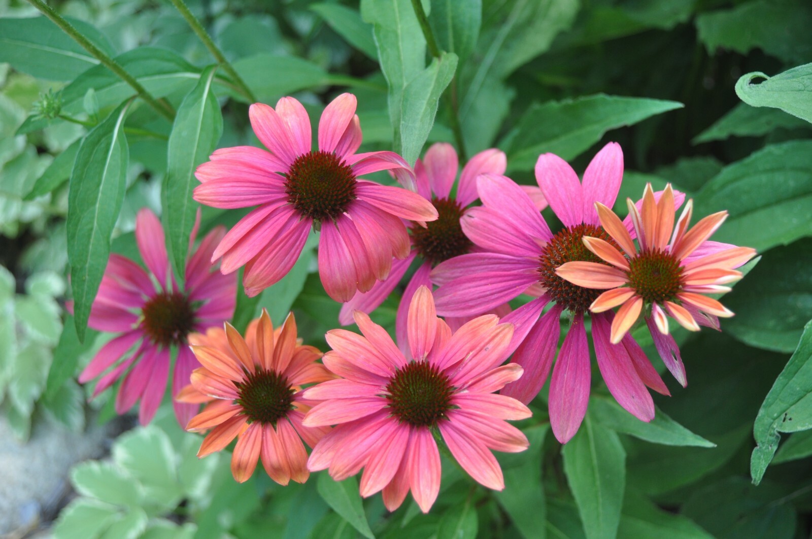 Red & Orange Cheyenne Spirit Mix 30+ Fresh Seeds Coneflower Echinacea Farm Fresh