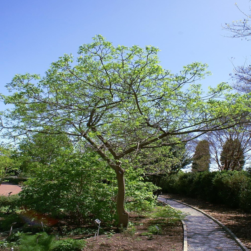 20 HERCULE’S CLUB TREE SEEDS (Zanthoxylum clava-herculis) Prickly Ash Fast Rare