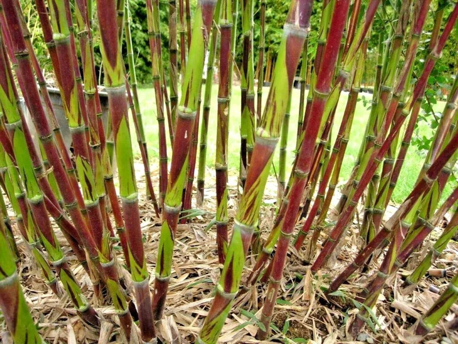 100 Chusquea Bamboo Seeds Perennial Ornamental Seed Privacy Shoot FenceUS SELLER