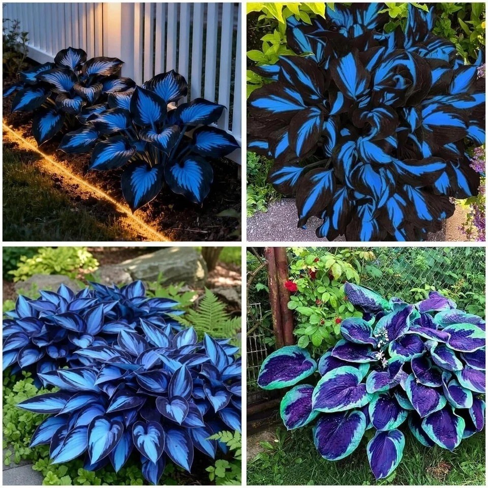 Mixrug Hosta Seeds for Planting, 295+pcs Perennial Rare Flower Mixed