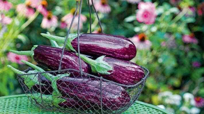 25 Mini Eggplant Seeds Little Fingers Eggplant Asian Heirloom Non GMO