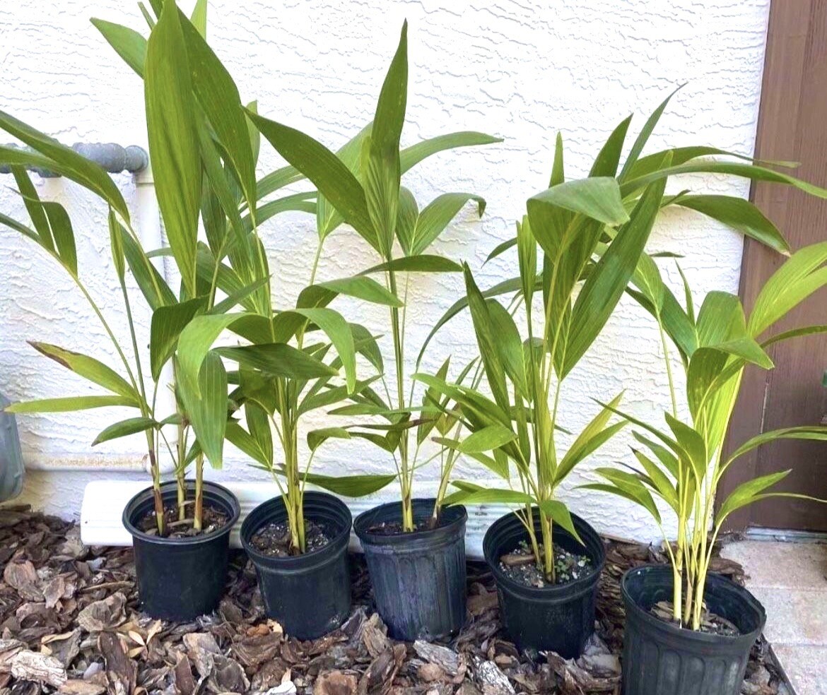 15 Seeds Christmas Manila Palm Tree Adonidia merrillii live tropical plants